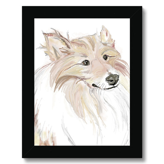 Sheltie Portrait  Framed Print