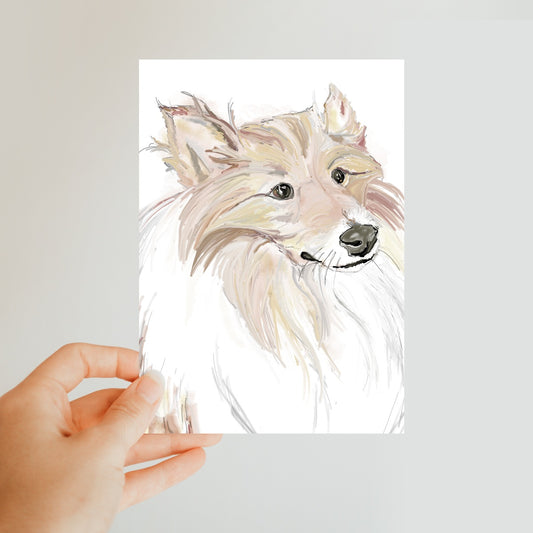 Sheltie Portrait  Classic Postcard