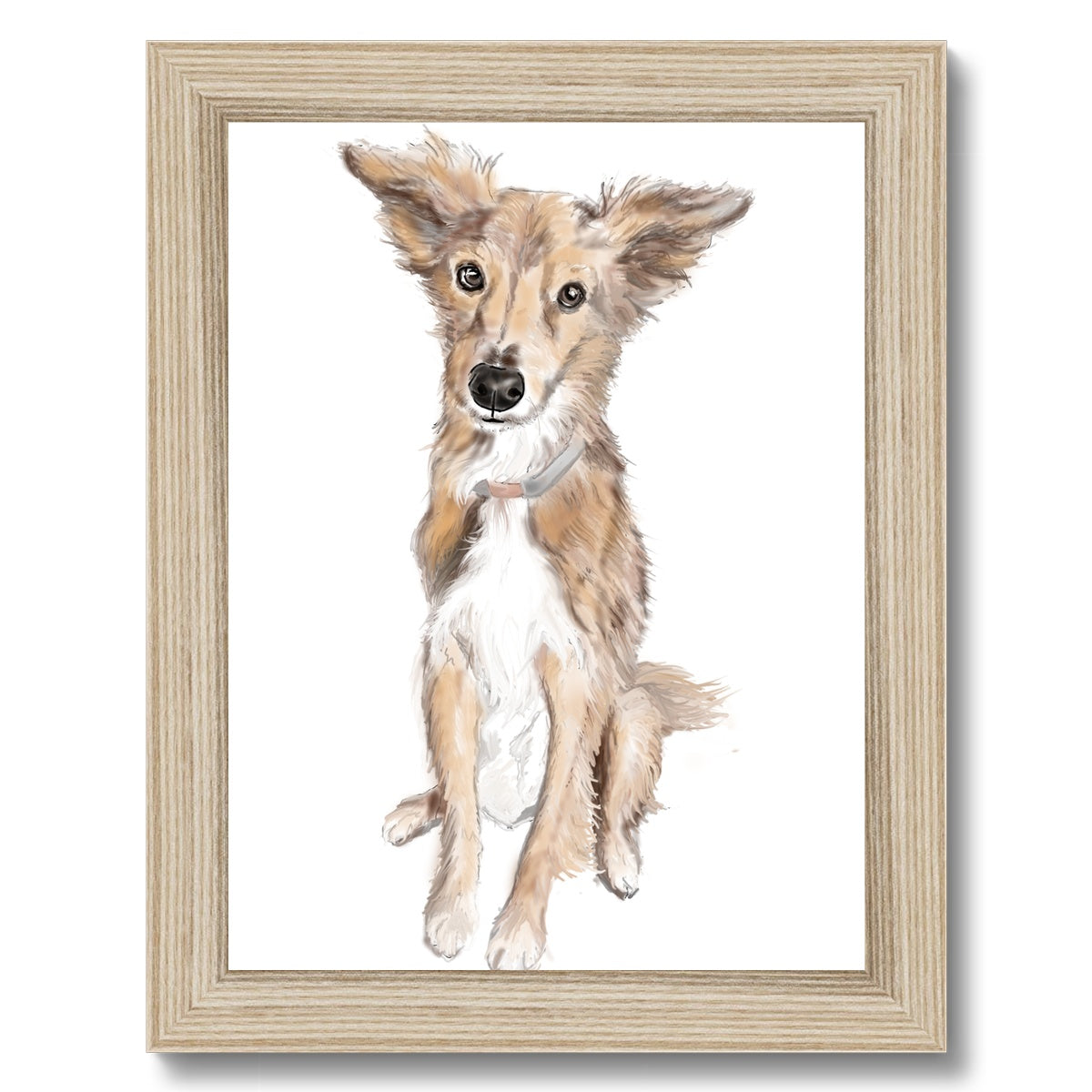 Saluki Portrait  Framed Print