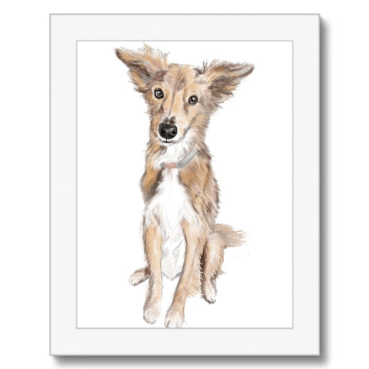 Saluki Portrait  Framed Print