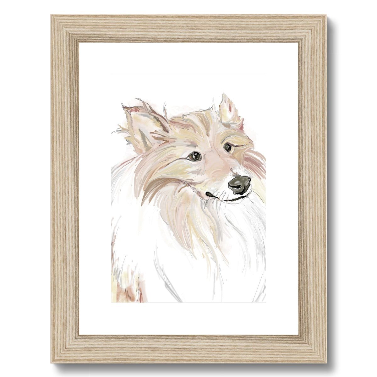 Sheltie Portrait  Framed & Mounted Print