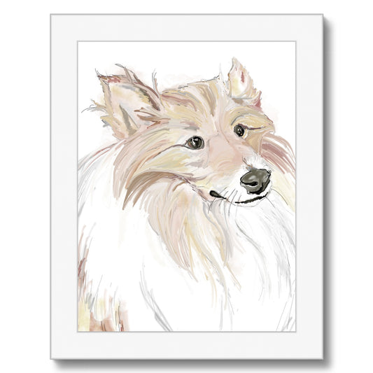 Sheltie Portrait  Framed Print