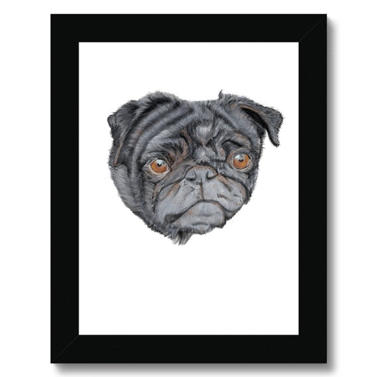 Pug Portrait  Framed Print